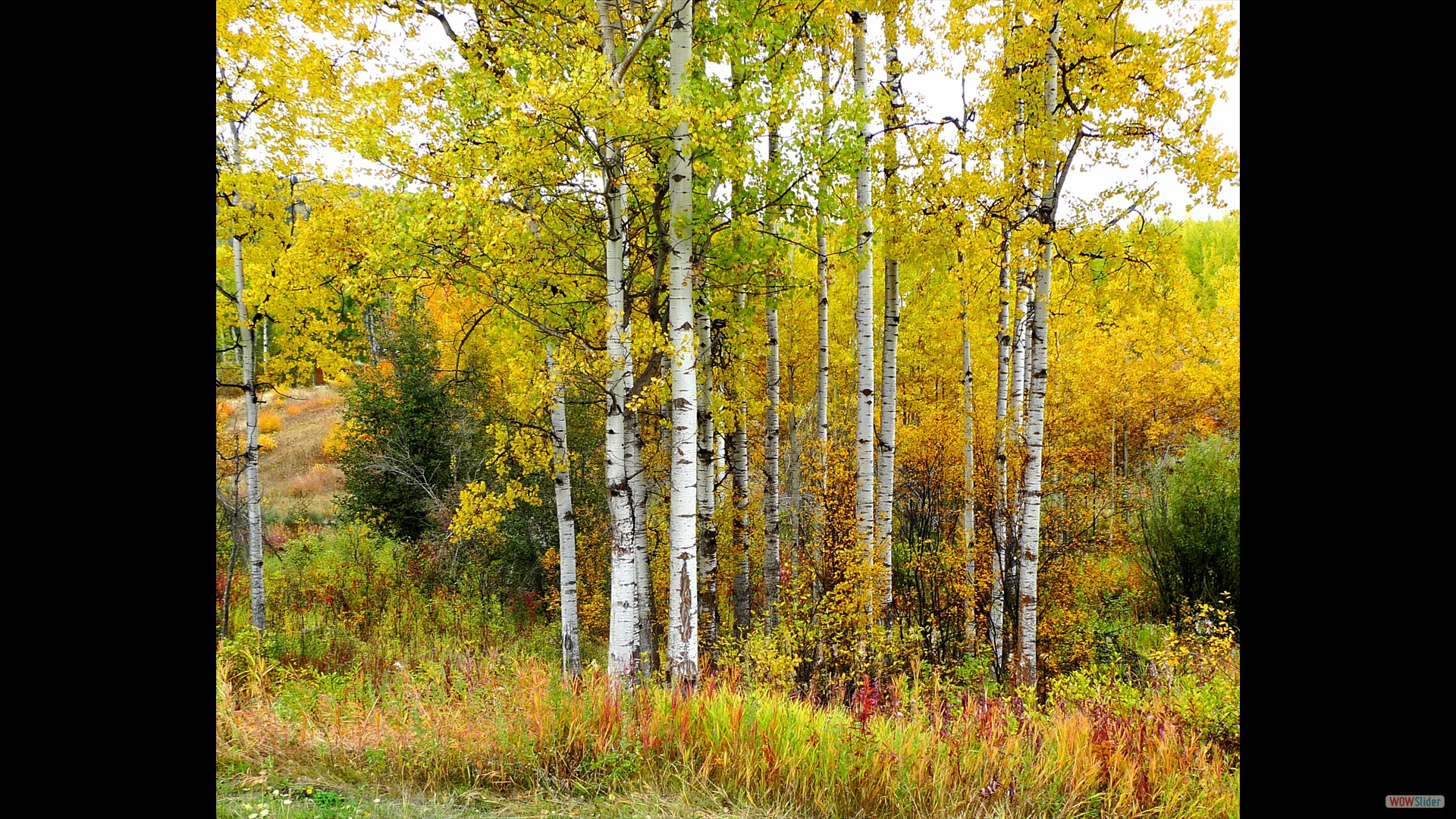 Aspen Tyee Lake road November