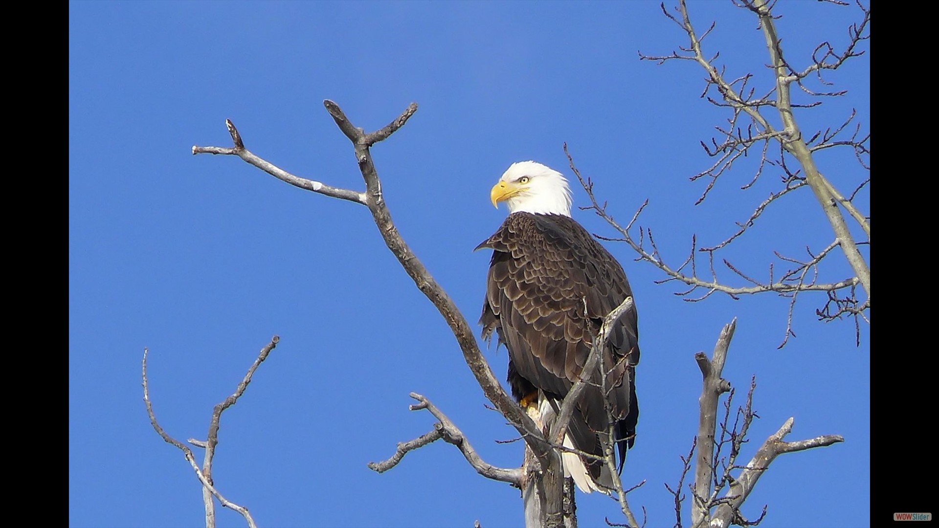 Bald Eagle