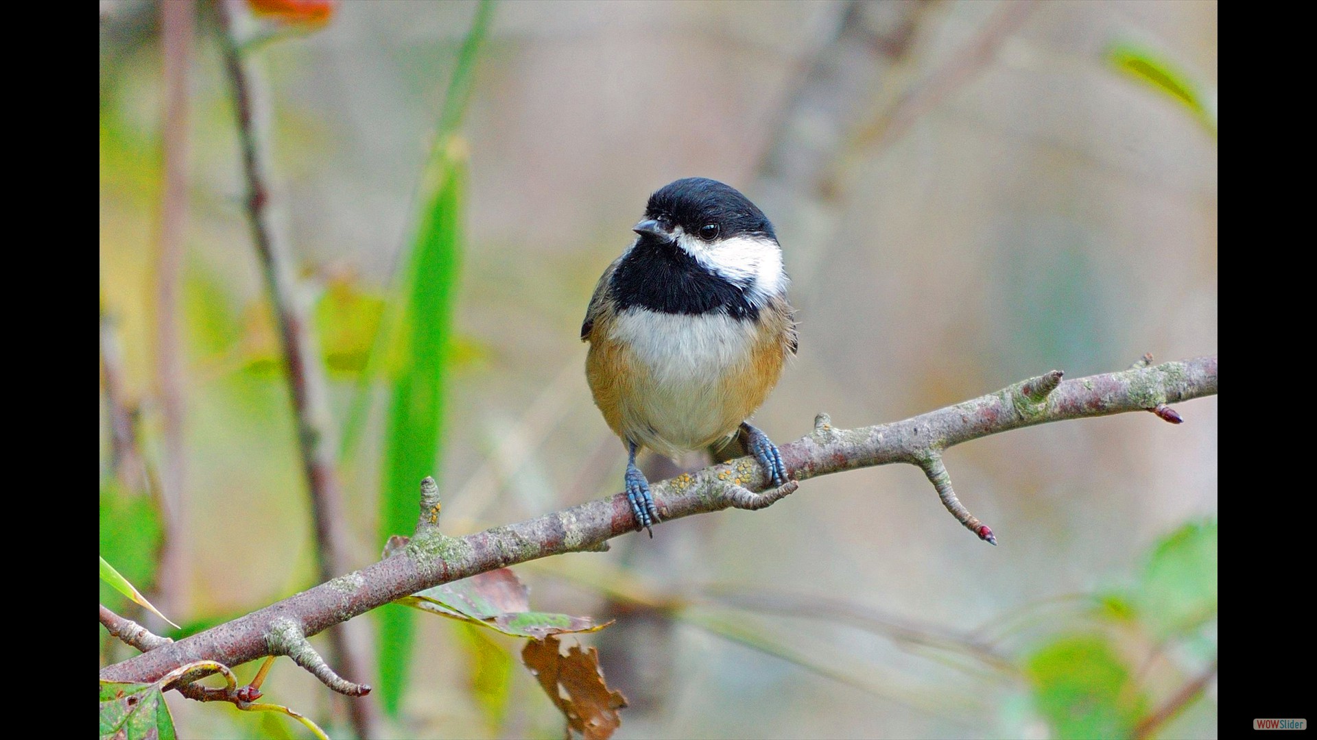 chickadee