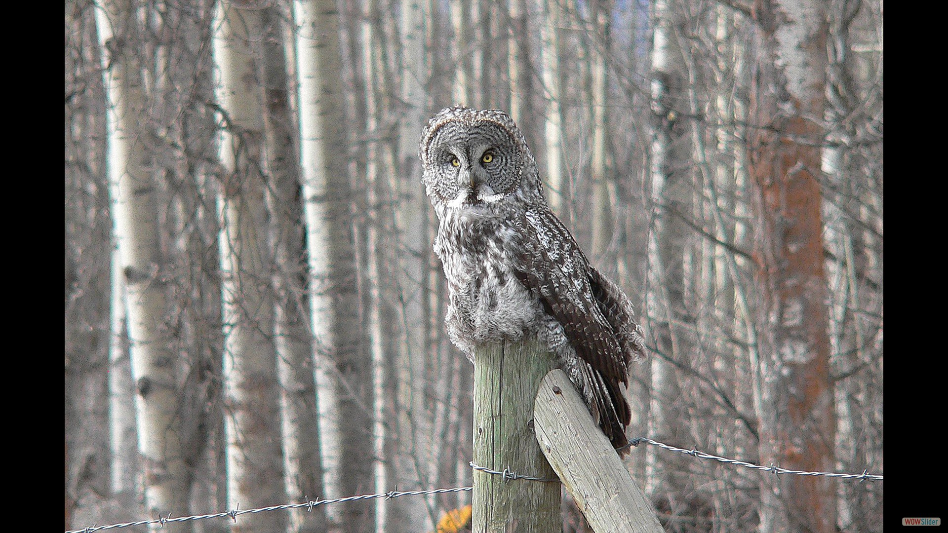 Great Grey Owl