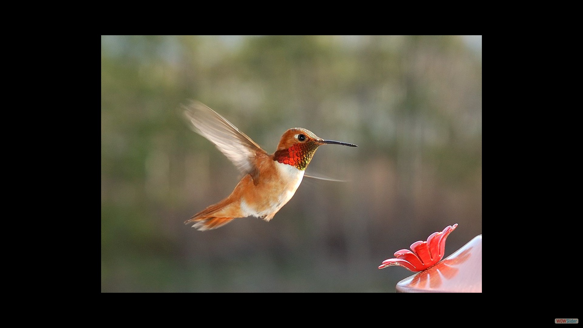 Hummingbird