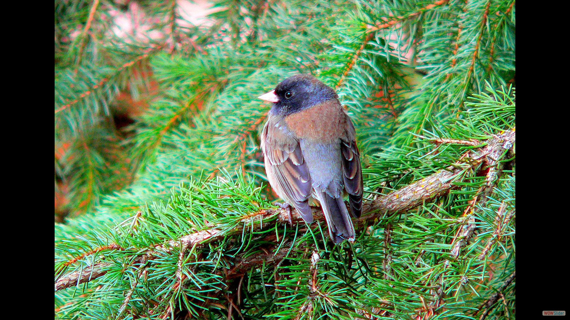 Junco