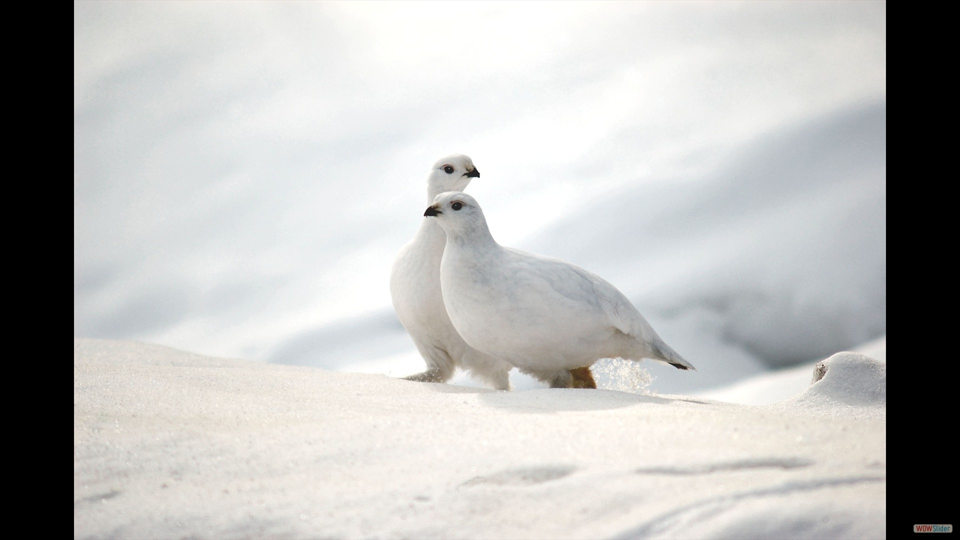 Ptarmigan