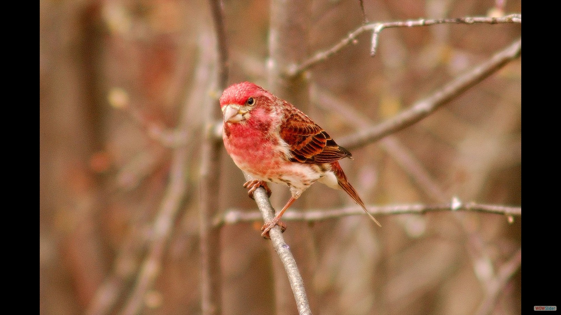 Purple Finch