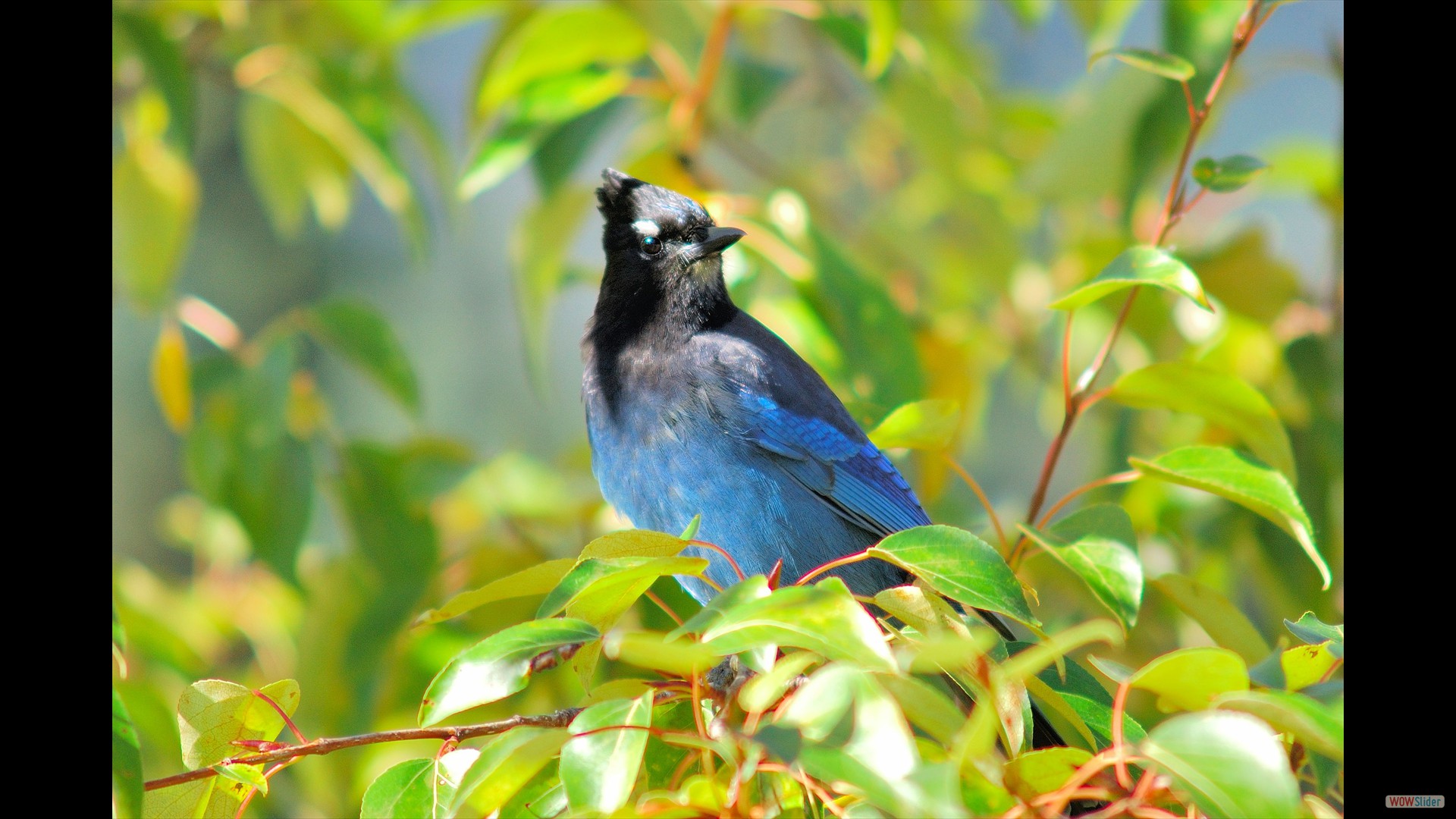 Steller's Jay