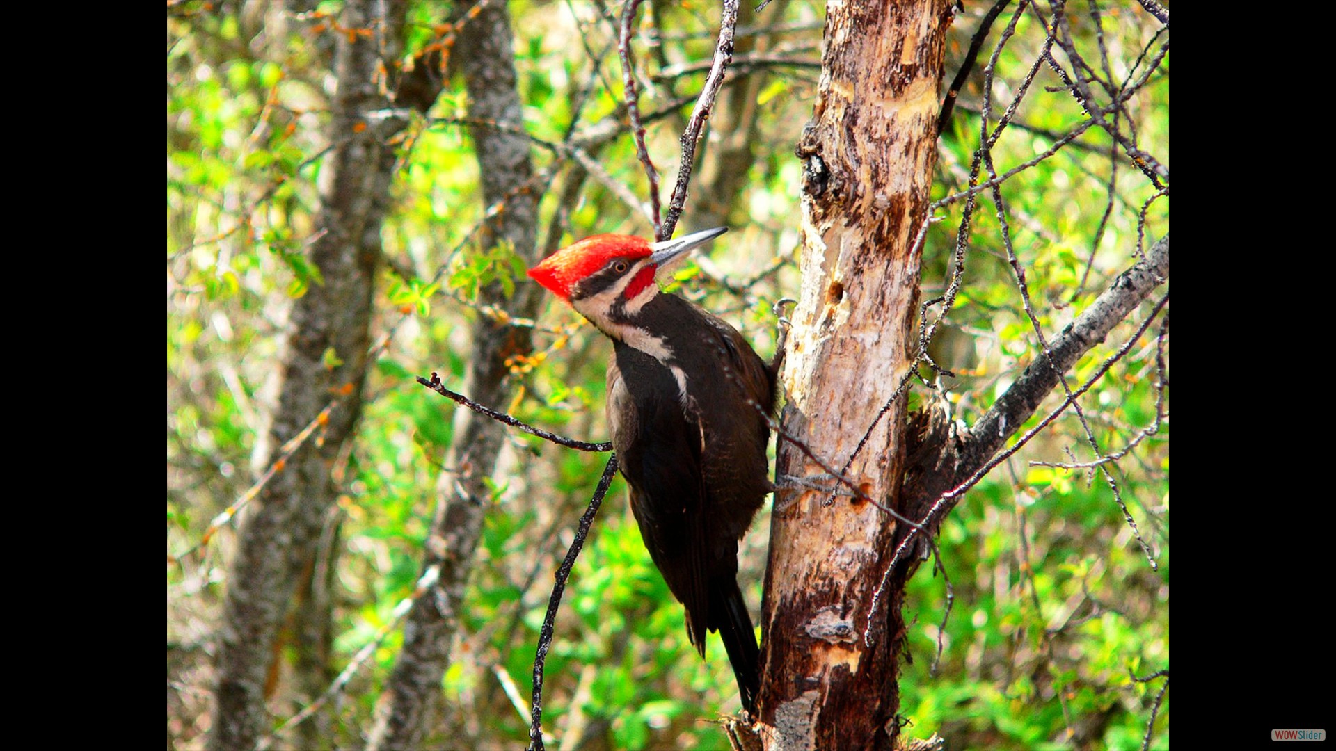 woodpecker_DxO